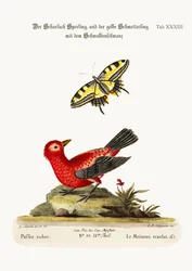 Le moineau écarlate et le papillon jaune à queue d